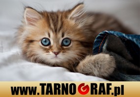 Fototapeta na wymiar - P.H.U. TARNOGRAF - Fabryka Reklamy Tarnobrzeg