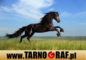 Fototapeta na wymiar - P.H.U. TARNOGRAF - Fabryka Reklamy Tarnobrzeg