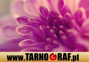 Fototapeta na wymiar - P.H.U. TARNOGRAF - Fabryka Reklamy Tarnobrzeg