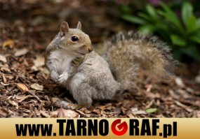 Fototapeta na wymiar - P.H.U. TARNOGRAF - Fabryka Reklamy Tarnobrzeg