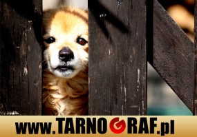 Fototapeta na wymiar - P.H.U. TARNOGRAF - Fabryka Reklamy Tarnobrzeg