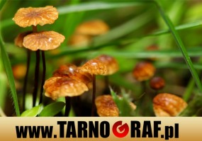 Fototapeta na wymiar - P.H.U. TARNOGRAF - Fabryka Reklamy Tarnobrzeg