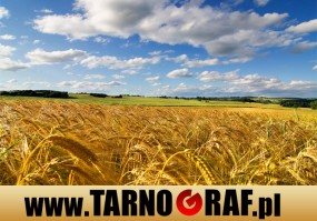 Fototapeta na wymiar - P.H.U. TARNOGRAF - Fabryka Reklamy Tarnobrzeg