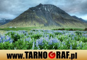 Fototapeta na wymiar - P.H.U. TARNOGRAF - Fabryka Reklamy Tarnobrzeg