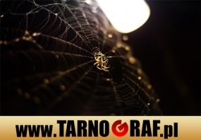 Fototapeta na wymiar - P.H.U. TARNOGRAF - Fabryka Reklamy Tarnobrzeg