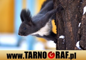 Fototapeta na wymiar - P.H.U. TARNOGRAF - Fabryka Reklamy Tarnobrzeg