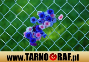 Fototapeta na wymiar - P.H.U. TARNOGRAF - Fabryka Reklamy Tarnobrzeg