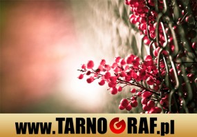 Fototapeta na wymiar - P.H.U. TARNOGRAF - Fabryka Reklamy Tarnobrzeg