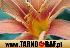 Fototapeta na wymiar - P.H.U. TARNOGRAF - Fabryka Reklamy Tarnobrzeg