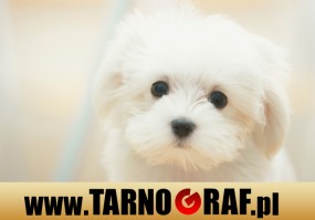 Fototapeta na wymiar - P.H.U. TARNOGRAF - Fabryka Reklamy Tarnobrzeg