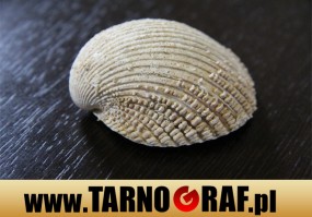 Fototapeta na wymiar - P.H.U. TARNOGRAF - Fabryka Reklamy Tarnobrzeg