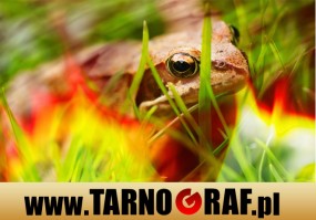 Fototapeta na wymiar - P.H.U. TARNOGRAF - Fabryka Reklamy Tarnobrzeg