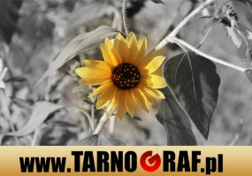 Fototapeta na wymiar - P.H.U. TARNOGRAF - Fabryka Reklamy Tarnobrzeg