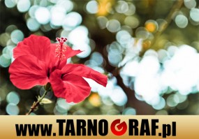 Fototapeta na wymiar - P.H.U. TARNOGRAF - Fabryka Reklamy Tarnobrzeg