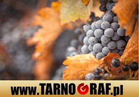 Fototapeta na wymiar - P.H.U. TARNOGRAF - Fabryka Reklamy Tarnobrzeg