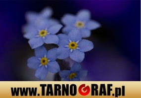 Fototapeta na wymiar - P.H.U. TARNOGRAF - Fabryka Reklamy Tarnobrzeg