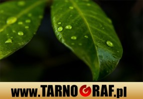 Fototapeta na wymiar - P.H.U. TARNOGRAF - Fabryka Reklamy Tarnobrzeg