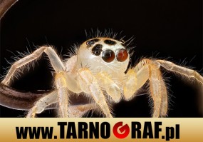 Fototapeta na wymiar - P.H.U. TARNOGRAF - Fabryka Reklamy Tarnobrzeg