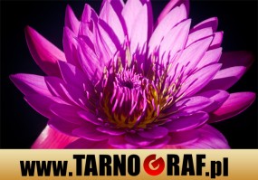 Fototapeta na wymiar - P.H.U. TARNOGRAF - Fabryka Reklamy Tarnobrzeg