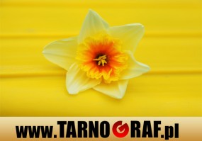 Fototapeta na wymiar - P.H.U. TARNOGRAF - Fabryka Reklamy Tarnobrzeg