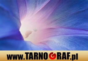 Fototapeta na wymiar - P.H.U. TARNOGRAF - Fabryka Reklamy Tarnobrzeg