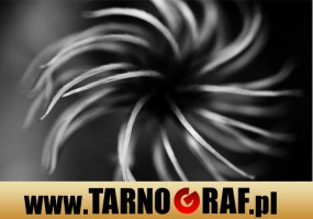 Fototapeta na wymiar - P.H.U. TARNOGRAF - Fabryka Reklamy Tarnobrzeg