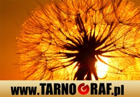 Fototapeta na wymiar - P.H.U. TARNOGRAF - Fabryka Reklamy Tarnobrzeg