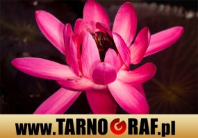 Fototapeta na wymiar - P.H.U. TARNOGRAF - Fabryka Reklamy Tarnobrzeg