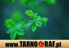 Fototapeta na wymiar - P.H.U. TARNOGRAF - Fabryka Reklamy Tarnobrzeg