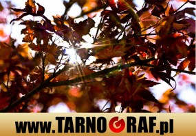 Fototapeta na wymiar - P.H.U. TARNOGRAF - Fabryka Reklamy Tarnobrzeg