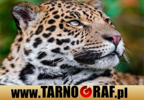 Fototapeta na wymiar - P.H.U. TARNOGRAF - Fabryka Reklamy Tarnobrzeg