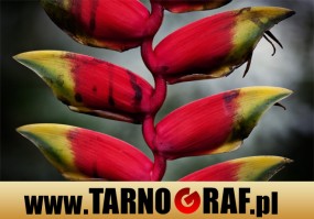 Fototapeta na wymiar - P.H.U. TARNOGRAF - Fabryka Reklamy Tarnobrzeg