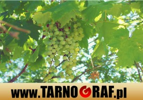 Fototapeta na wymiar - P.H.U. TARNOGRAF - Fabryka Reklamy Tarnobrzeg