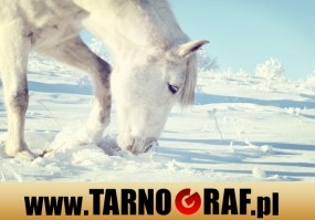 Fototapeta na wymiar - P.H.U. TARNOGRAF - Fabryka Reklamy Tarnobrzeg