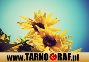 Fototapeta na wymiar - P.H.U. TARNOGRAF - Fabryka Reklamy Tarnobrzeg