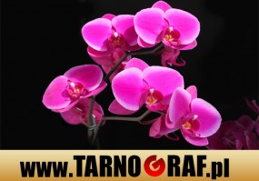 Fototapeta na wymiar - P.H.U. TARNOGRAF - Fabryka Reklamy Tarnobrzeg