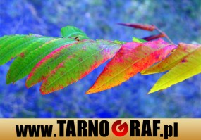 Fototapeta na wymiar - P.H.U. TARNOGRAF - Fabryka Reklamy Tarnobrzeg