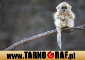 Fototapeta na wymiar - P.H.U. TARNOGRAF - Fabryka Reklamy Tarnobrzeg