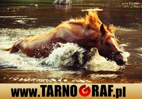 Fototapeta na wymiar - P.H.U. TARNOGRAF - Fabryka Reklamy Tarnobrzeg