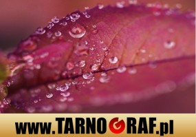 Fototapeta na wymiar - P.H.U. TARNOGRAF - Fabryka Reklamy Tarnobrzeg