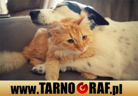 Fototapeta na wymiar - P.H.U. TARNOGRAF - Fabryka Reklamy Tarnobrzeg