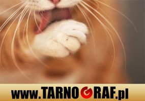 Fototapeta na wymiar - P.H.U. TARNOGRAF - Fabryka Reklamy Tarnobrzeg