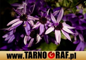 Fototapeta na wymiar - P.H.U. TARNOGRAF - Fabryka Reklamy Tarnobrzeg