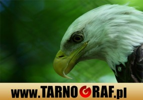 Fototapeta na wymiar - P.H.U. TARNOGRAF - Fabryka Reklamy Tarnobrzeg