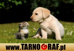 Fototapeta na wymiar - P.H.U. TARNOGRAF - Fabryka Reklamy Tarnobrzeg