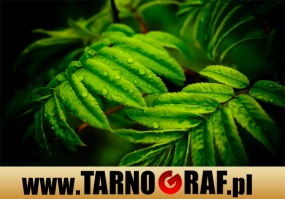 Fototapeta na wymiar - P.H.U. TARNOGRAF - Fabryka Reklamy Tarnobrzeg