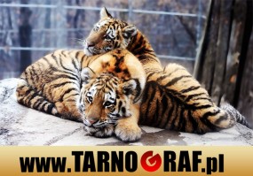 Fototapeta na wymiar - P.H.U. TARNOGRAF - Fabryka Reklamy Tarnobrzeg