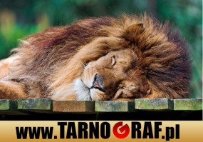 Fototapeta na wymiar - P.H.U. TARNOGRAF - Fabryka Reklamy Tarnobrzeg