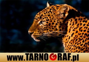 Fototapeta na wymiar - P.H.U. TARNOGRAF - Fabryka Reklamy Tarnobrzeg