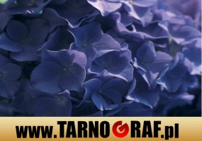 Fototapeta na wymiar - P.H.U. TARNOGRAF - Fabryka Reklamy Tarnobrzeg